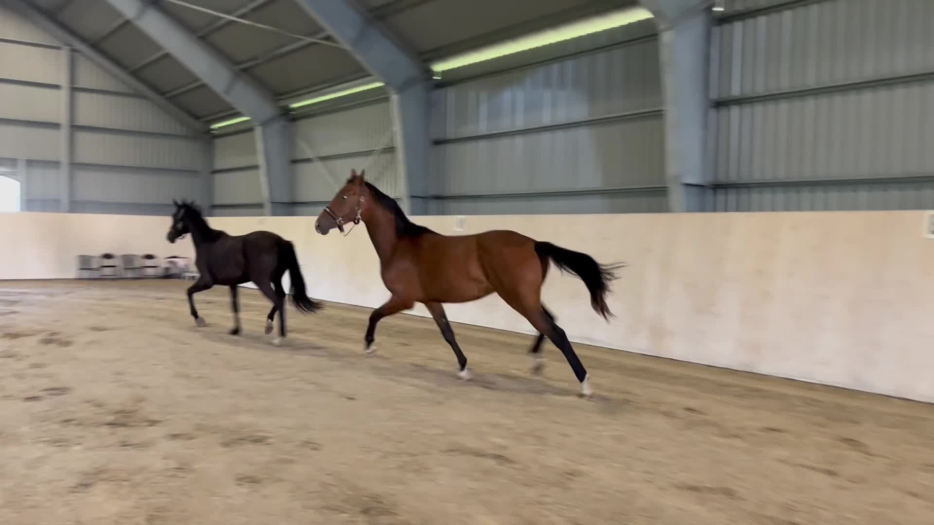 Dressyr hästar till salu: Jättefin valack - Video 2