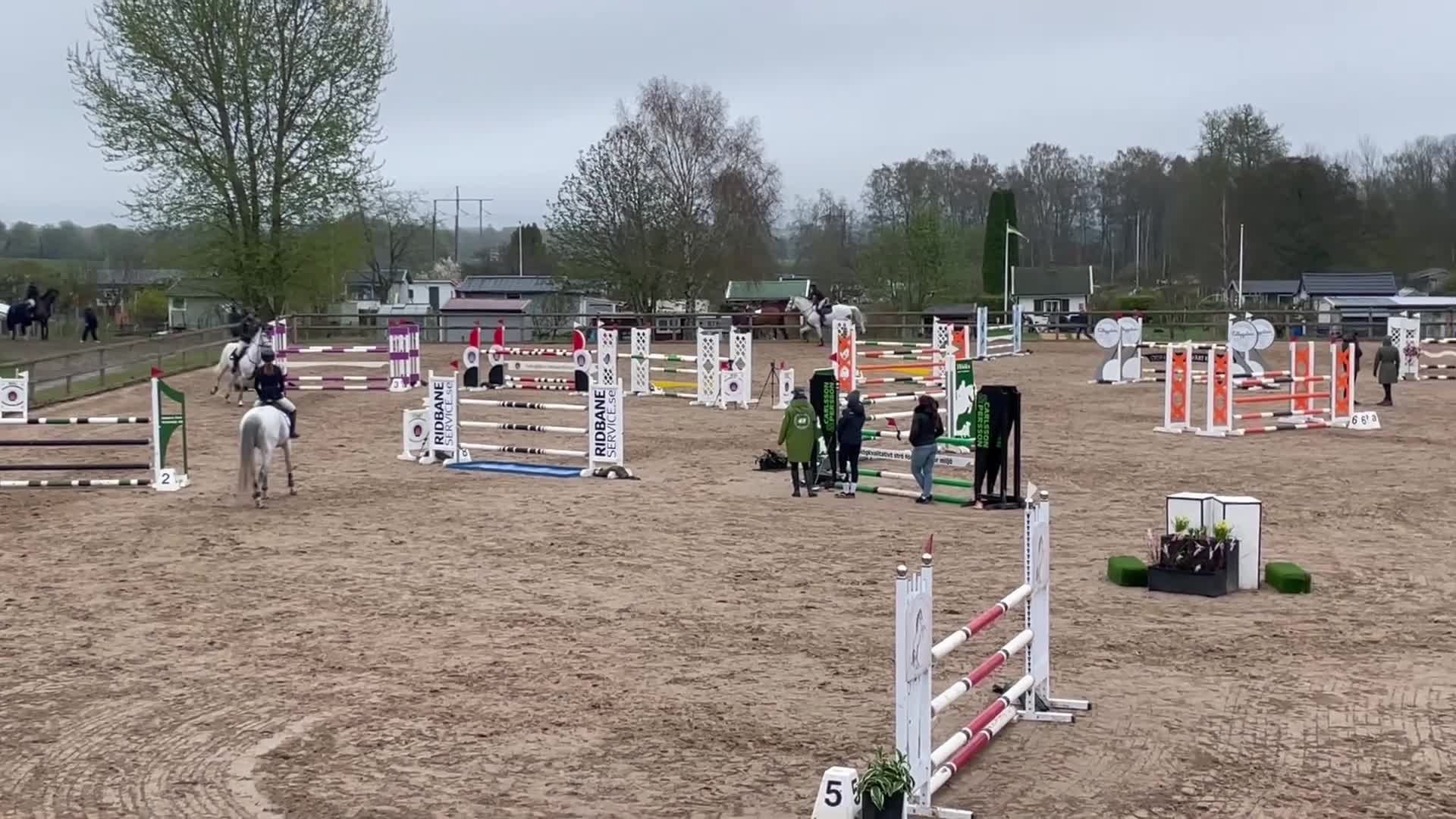 Hoppning hästar till salu: Cardento- sto med stor kapacitet - Video 1