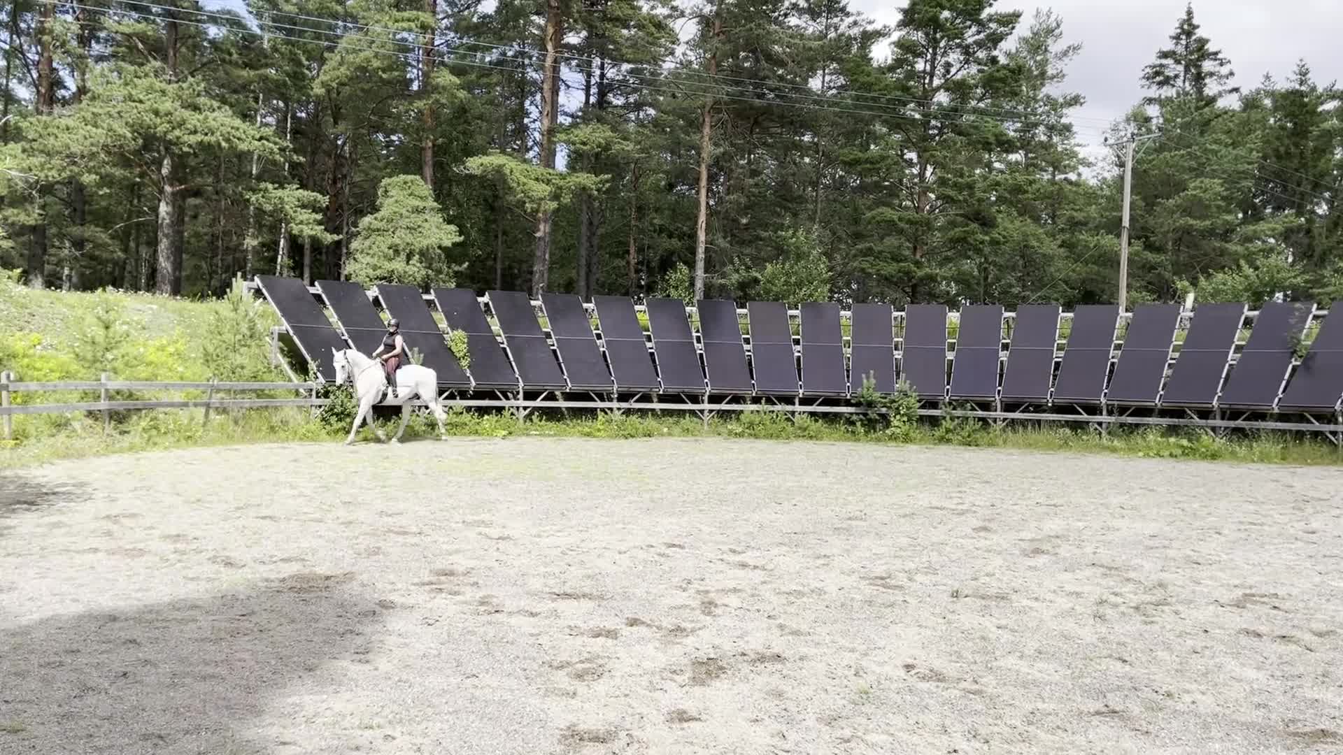 Akademiskt hästar till salu: Välutbildad, lugn och snäll  i Tystberga - Video 4