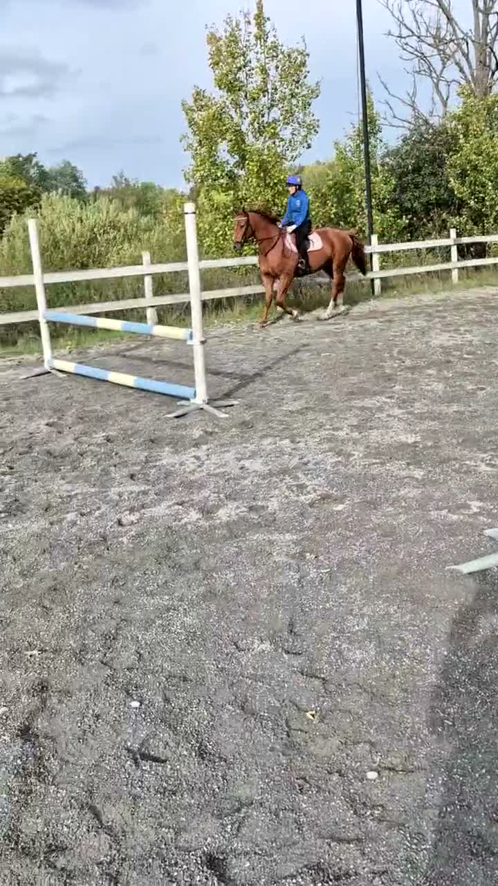 Hoppning hästar till salu: Trevlig kille - Video 4