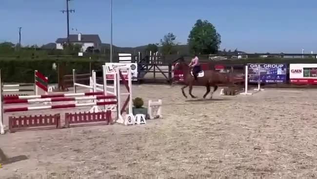 Allround hästar till salu: Fantastisk häst för den som har tiden! - Video 1