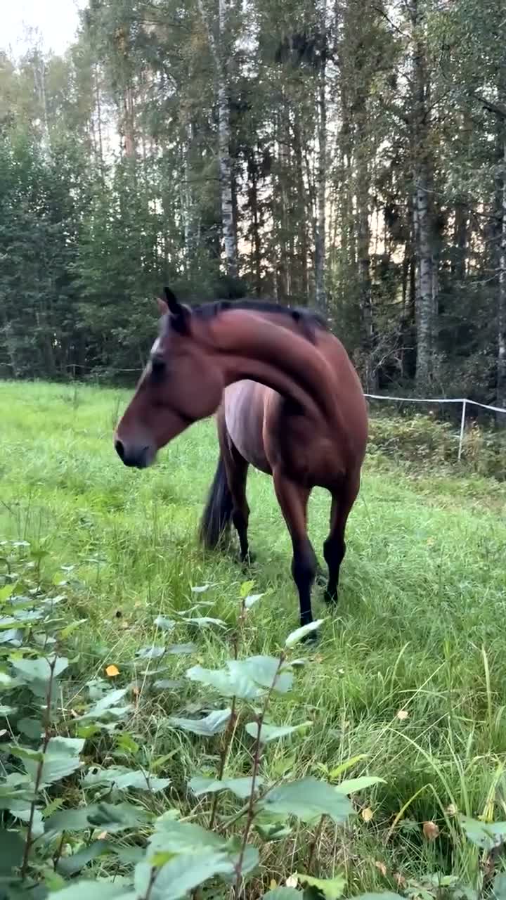 Allround hästar till salu: Fin Valack söker sin bästavän - Video 1