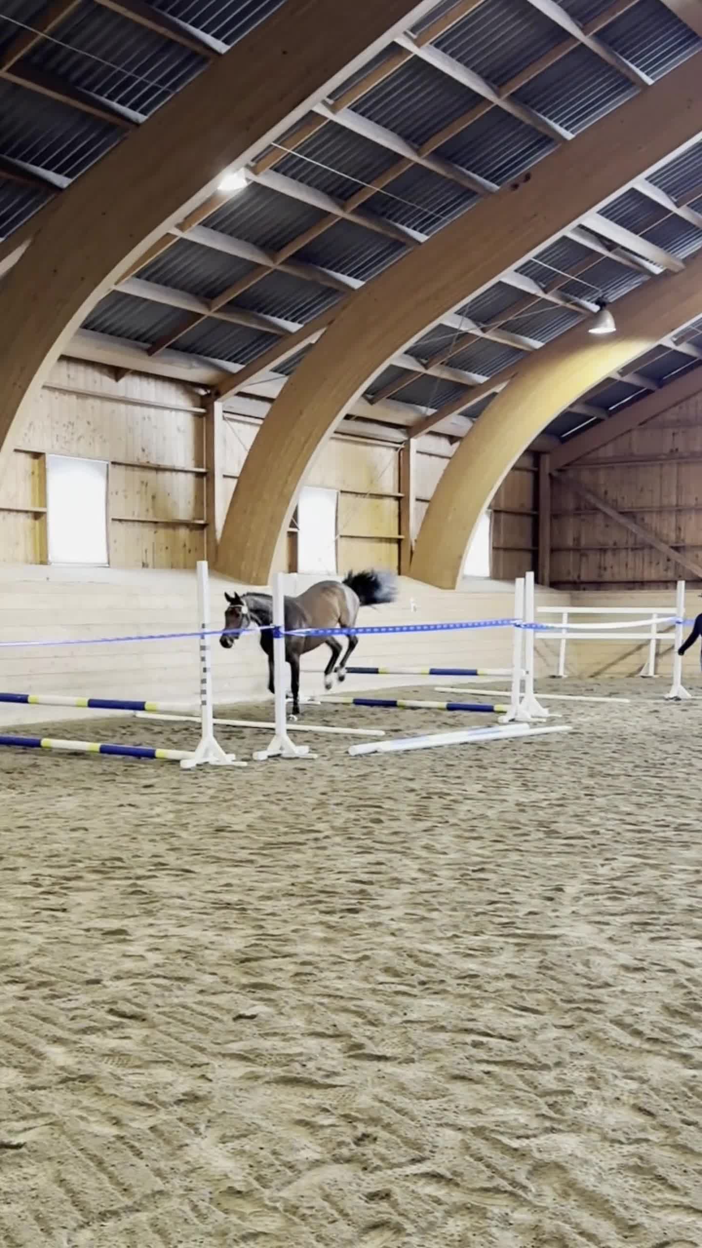 Hoppning hästar till salu: Storhoppande sto för framtiden - Video 1