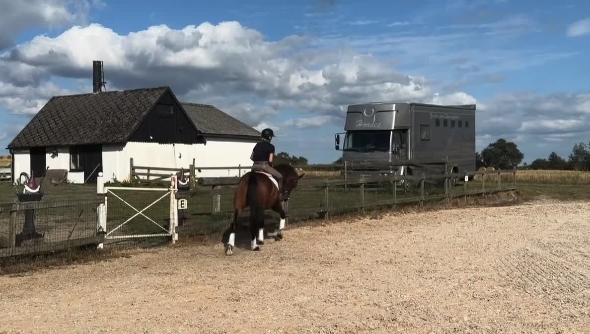 Allround hästar till salu: ⭐️TALANGFULLT STO MED DE LILLA EXTRA⭐️ - Video 4
