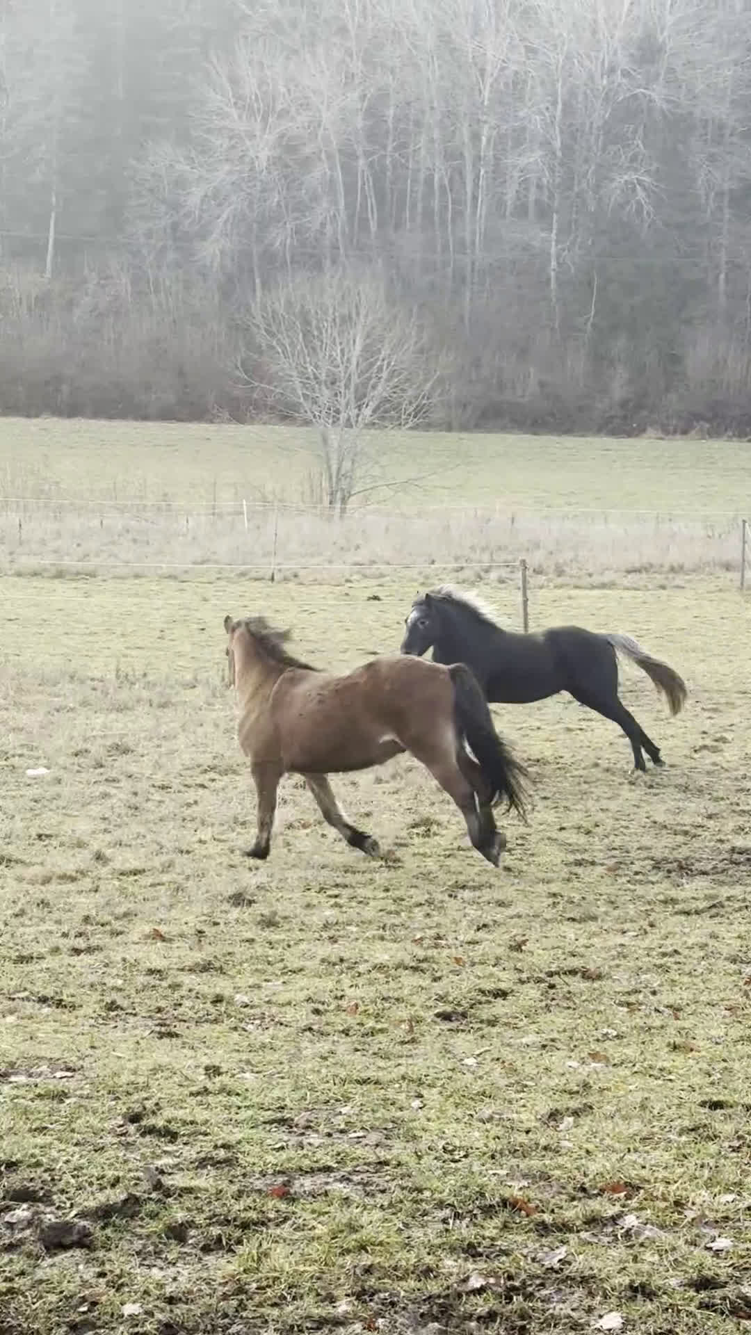 Allround hästar till salu: Allround stark korsning som gillar att hoppa i Söderköping - Video 2