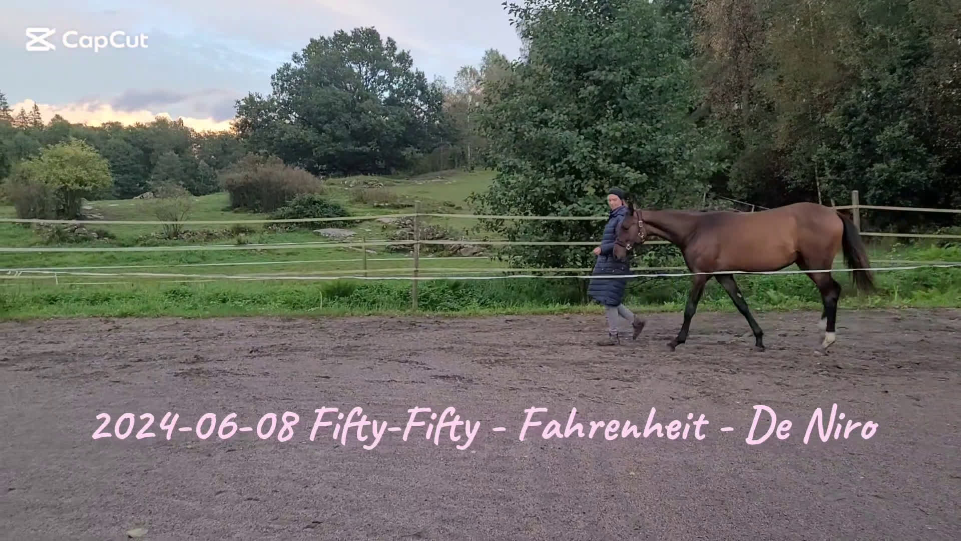 Dressyr hästar till salu: Otroligt social tjej i Horred - Video 1