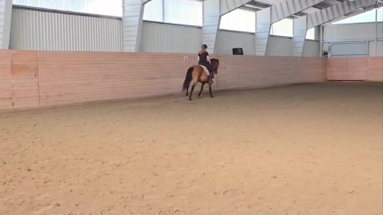Allround hästar till salu: Fantastisk allroundponny! - Video 2