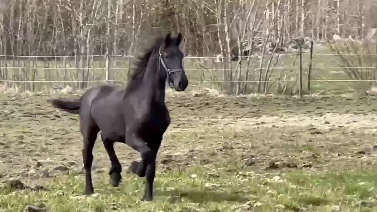Allround hästar till salu: Frieser åring i Hallstavik - Video 2