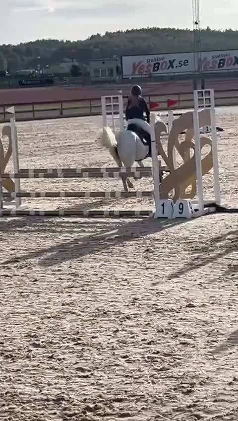 Hoppning hästar till salu: Hästen med hjärta på rätt ställe  i Göteborg - Video 1