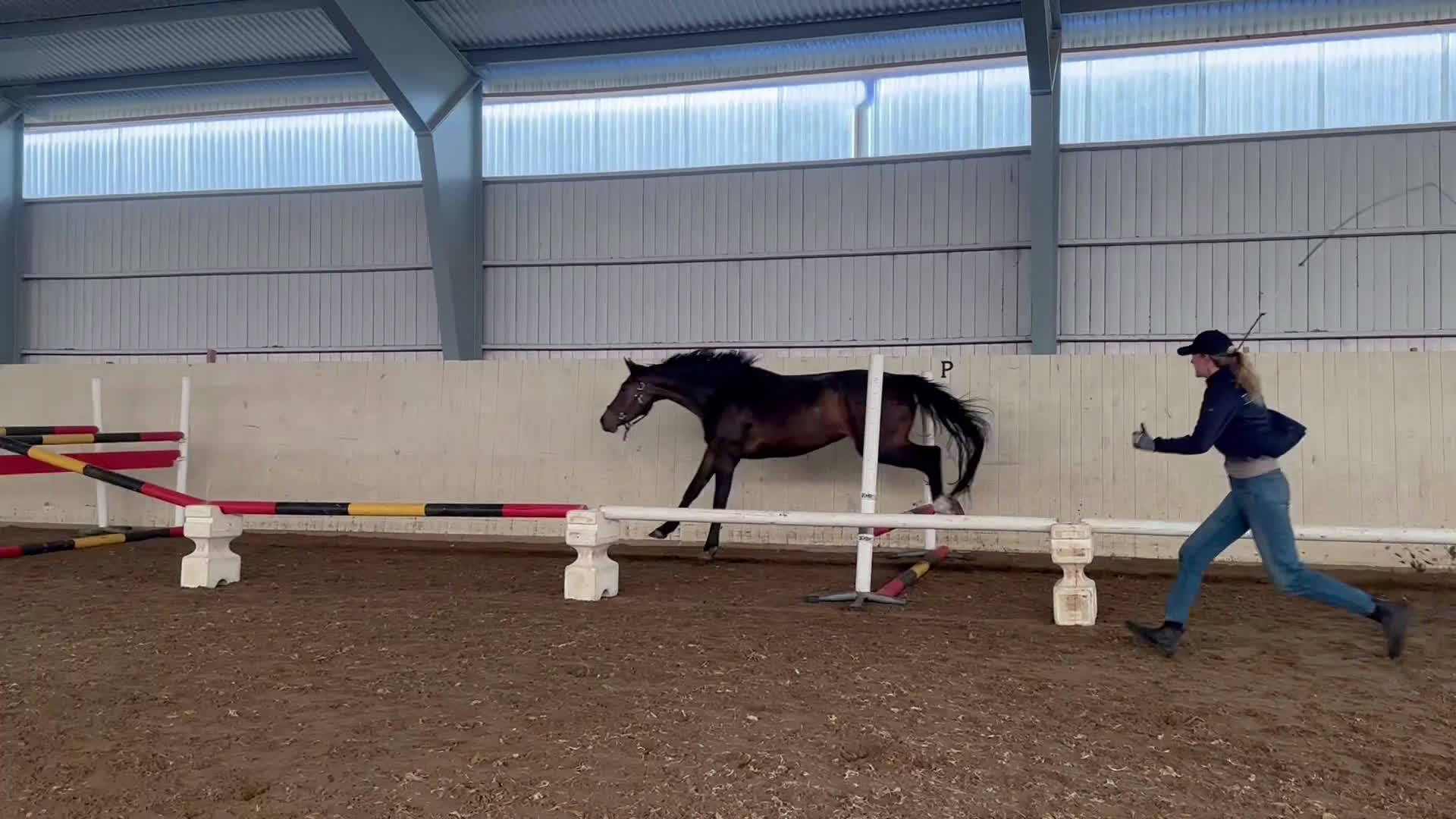 Hoppning hästar till salu: Phoebe W - Video 1