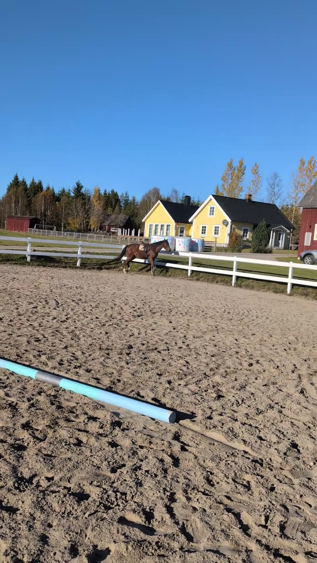 Hoppning hästar till salu: Vacker valack  i Hamneda - Video 2