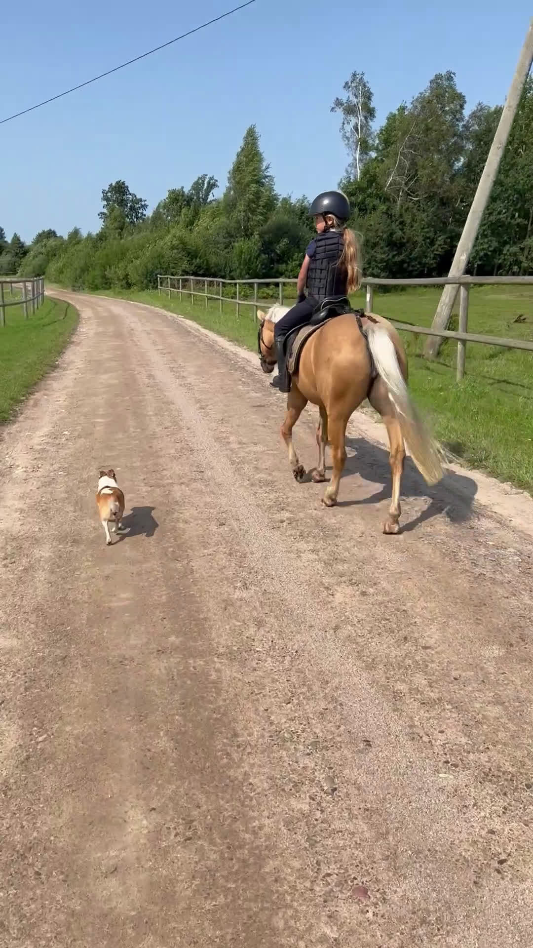 Hoppning hästar till salu: Dream pony for sale i Lund - Video 4