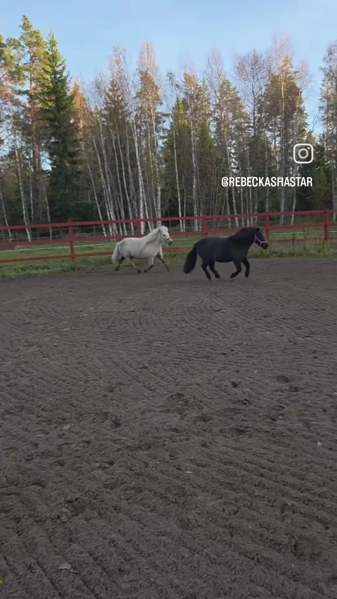 Allround hästar till salu: Snällt shettissto ❤️  - Video 2