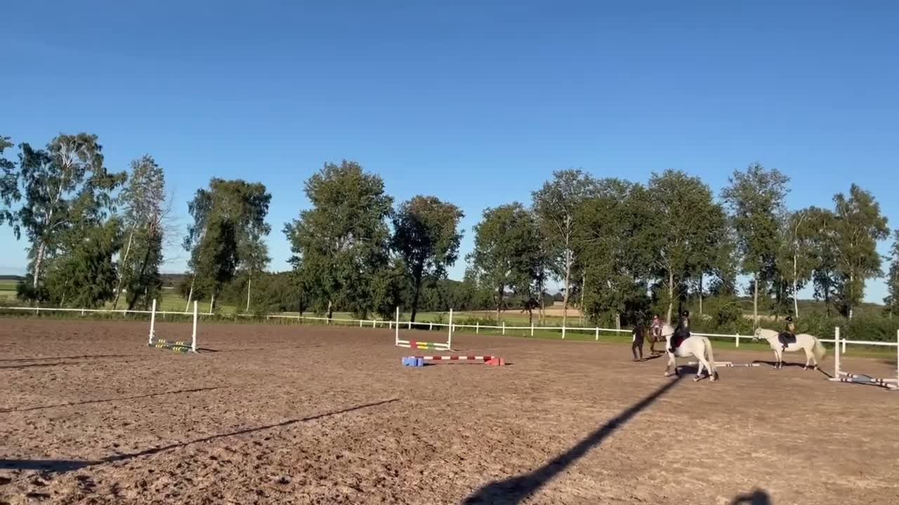Allround hästar till salu: Boy söker sitt nya hem - Video 1