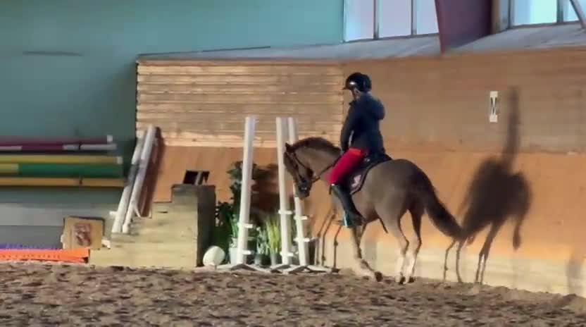 Hoppning hästar till salu: SM ponny i Vellinge - Video 3