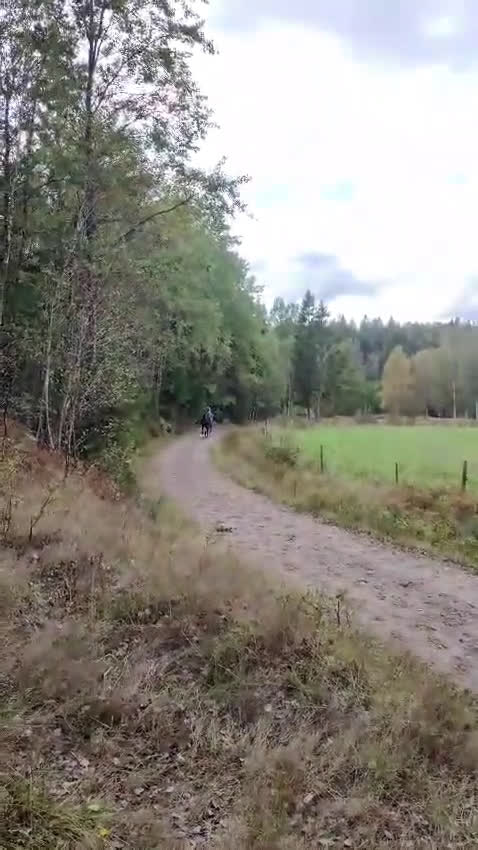 Allround hästar till salu: Fantastiskt sto söker nytt hem i Stenkullen - Video 5