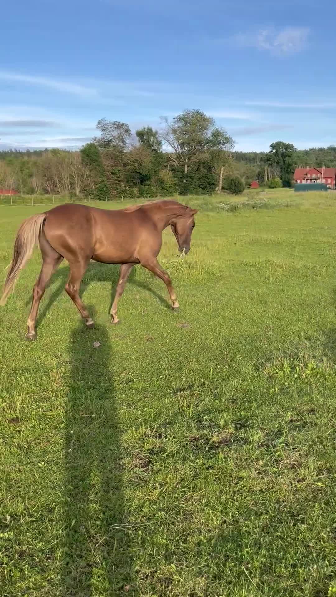 Island hästar till salu: Ungsto av rasen Tennesse Walker säljes!  - Video 1