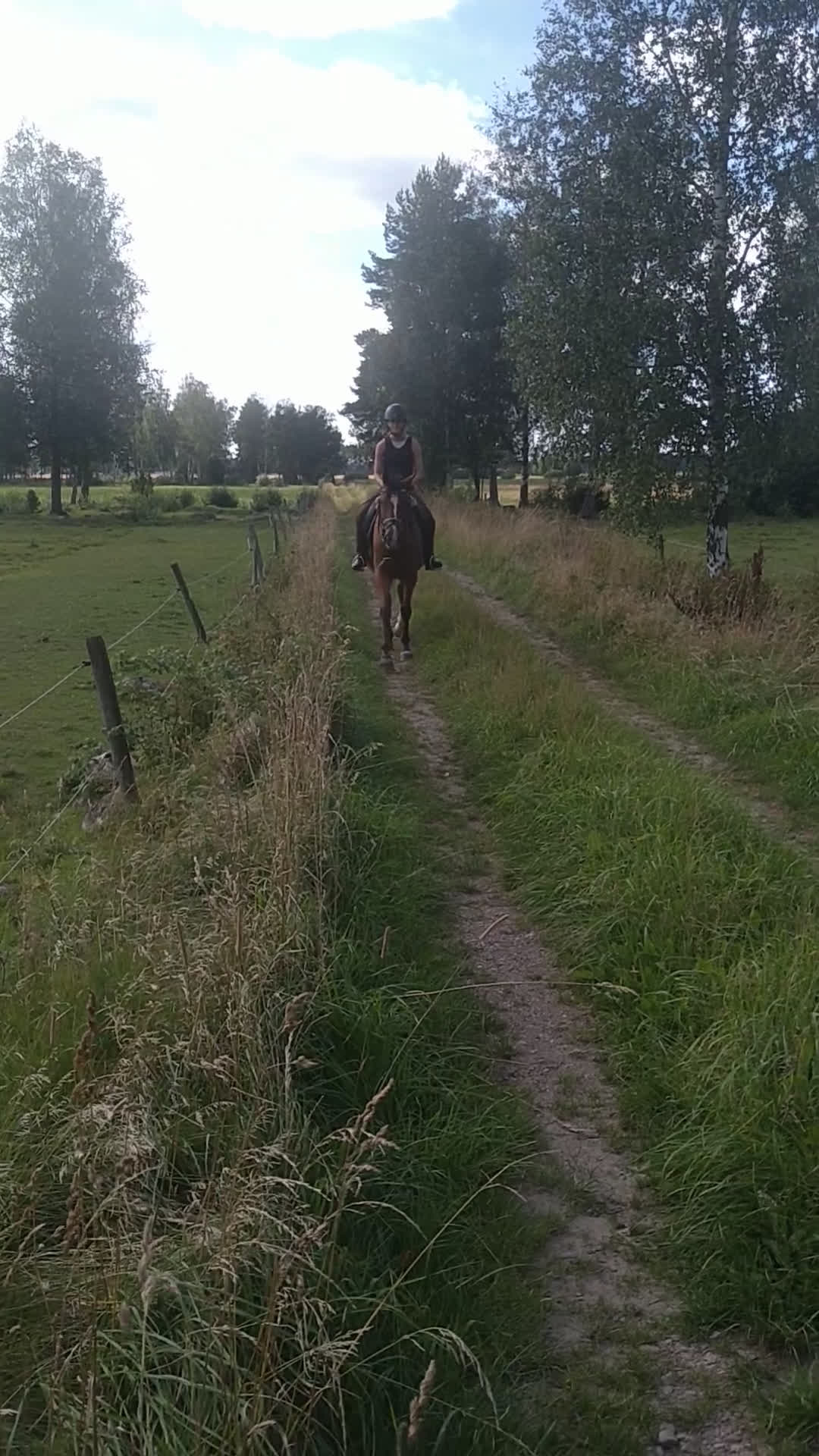 Dressyr hästar till salu: SWB valack i Tidan - Video 1