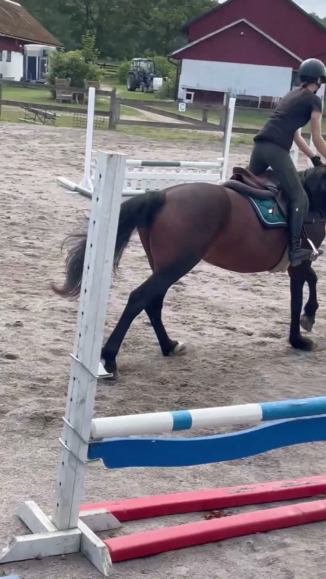 Fälttävlan hästar till salu: Modig d-ponny för framtiden! - Video 1