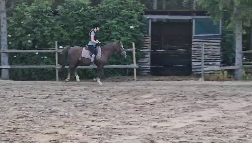 Allround hästar till salu: C-ponny till salu   i Billesholm - Video 2