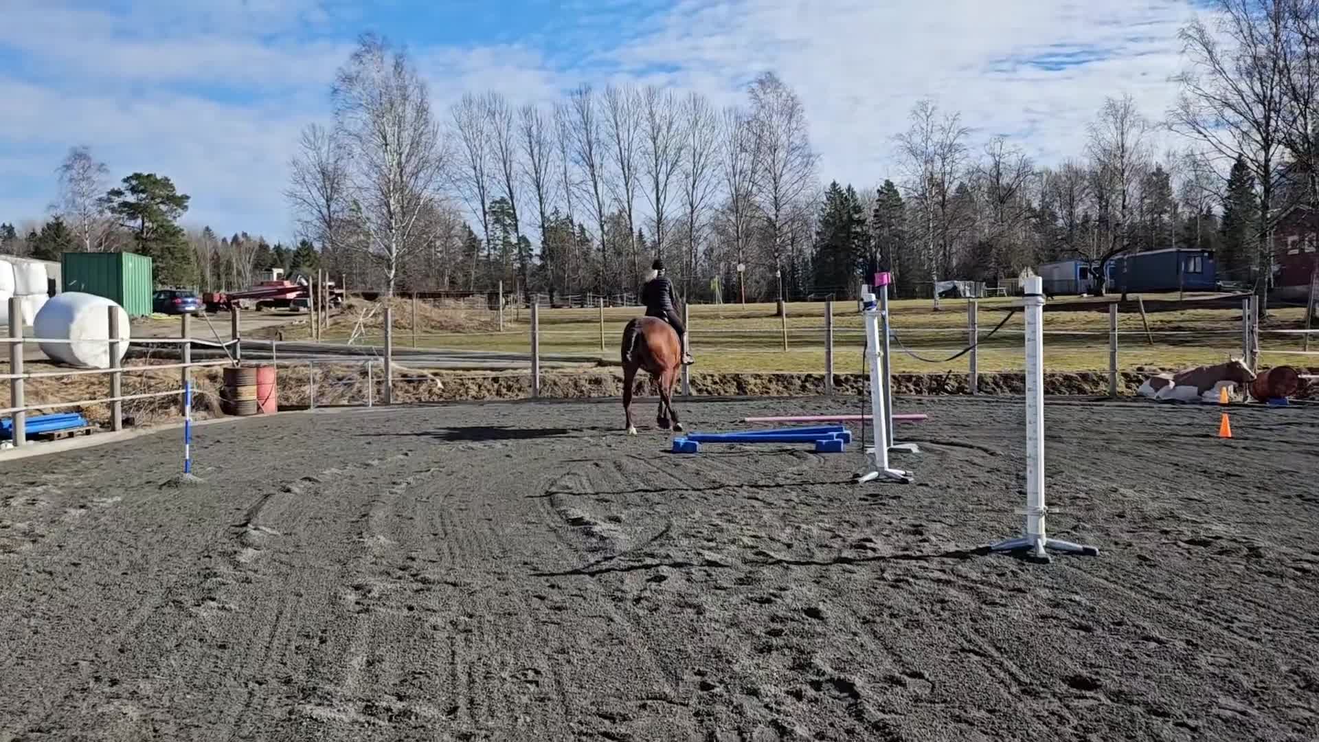 Allround hästar till salu: Rejäl allroundhäst - Video 1