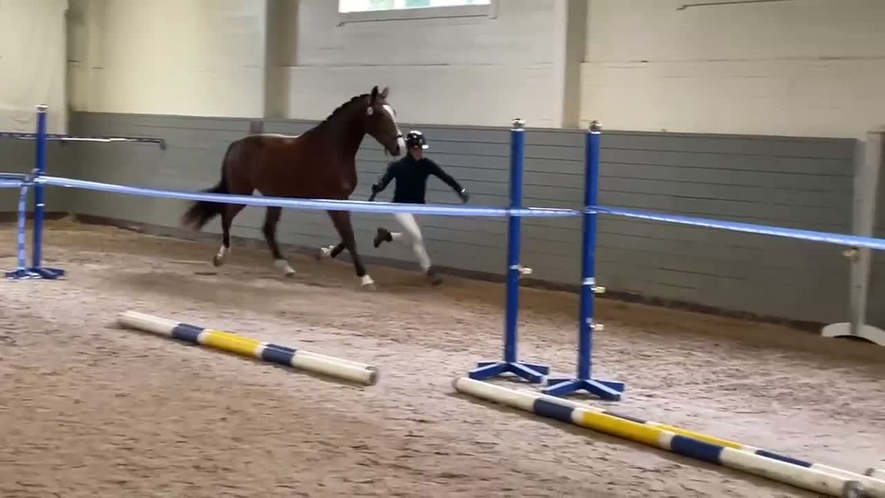 Dressyr hästar till salu: För dig som vill synas på tävlingsbanan! i Mariefred - Video 2