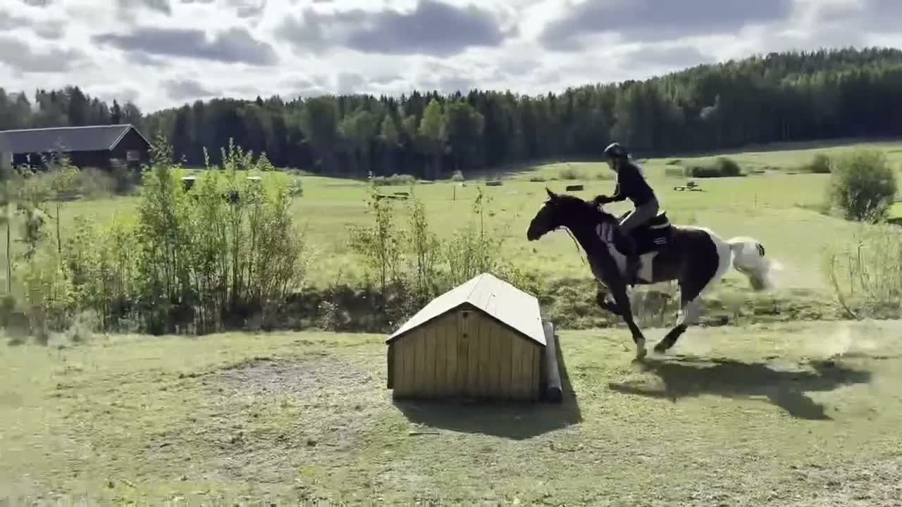 Allround hästar till salu: Mångsidig ponny med kapacitet  - Video 4
