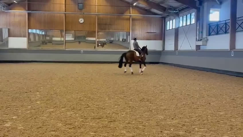 Dressyr hästar till salu: Fantastisk valack för dig som vill göra allt!🐴 i Våxtorp - Video 4