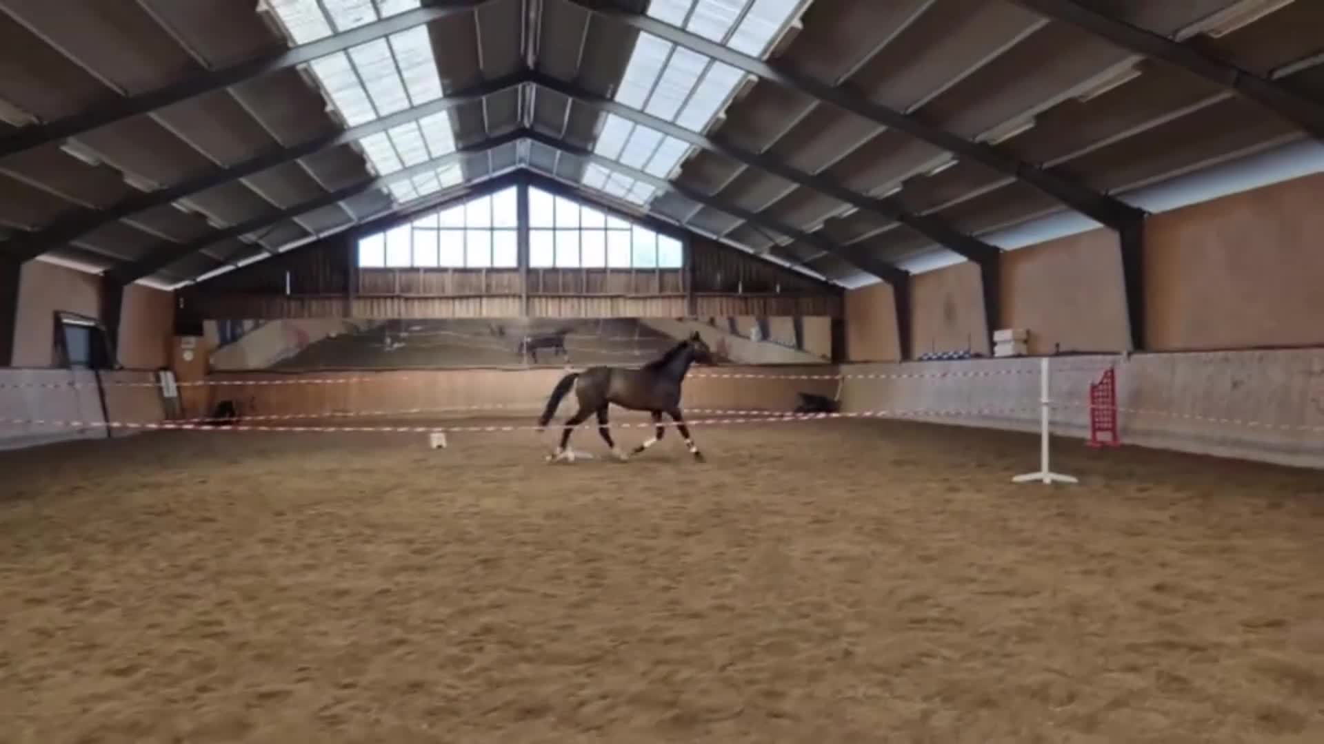 Dressyr hästar till salu: 3-årig dressyrvalack - Video 1