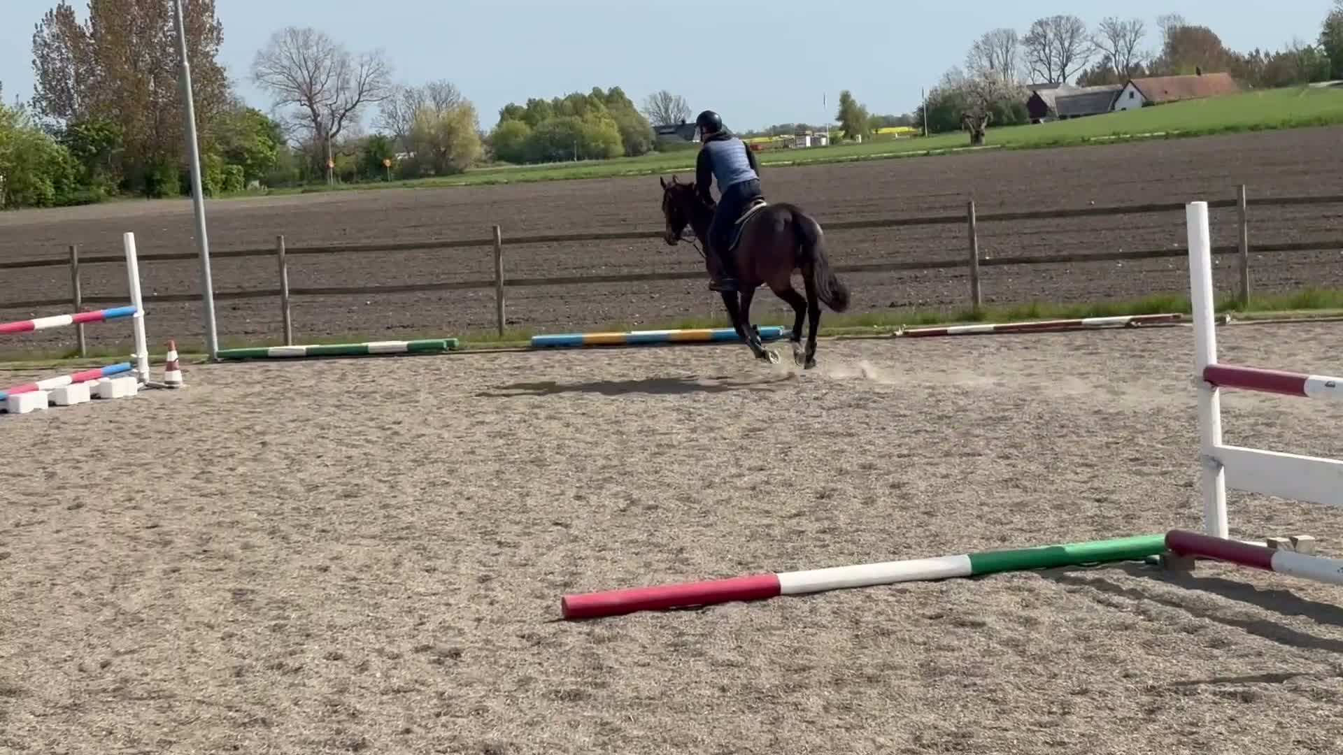 Allround hästar till salu: Världens snällaste häst - Video 1