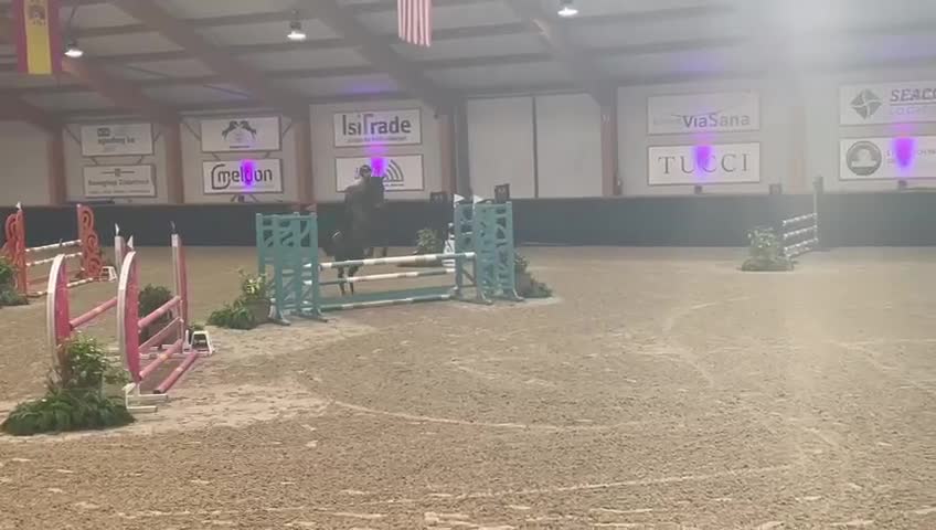 Hoppning hästar till salu: Framtidslöfte  - Video 3