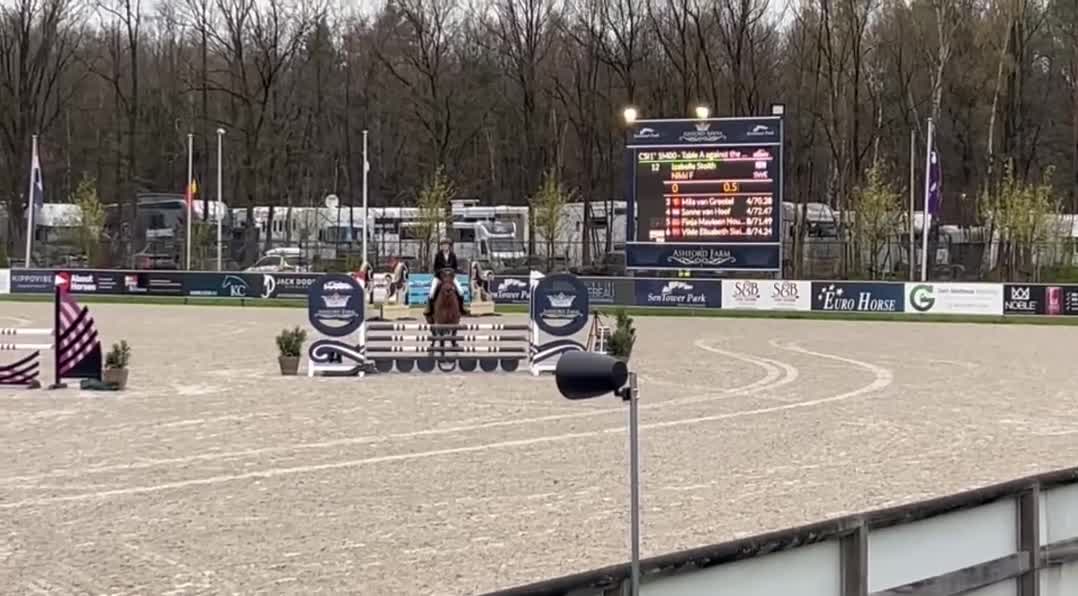 Hoppning hästar till salu: Trevligt hoppsto  - Video 2