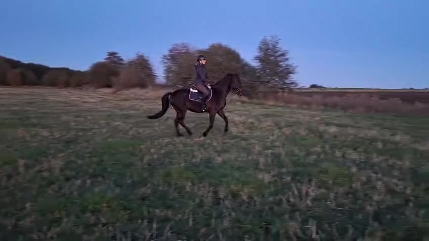 Allround hästar till salu: Trevlig allroundponny  - Video 1