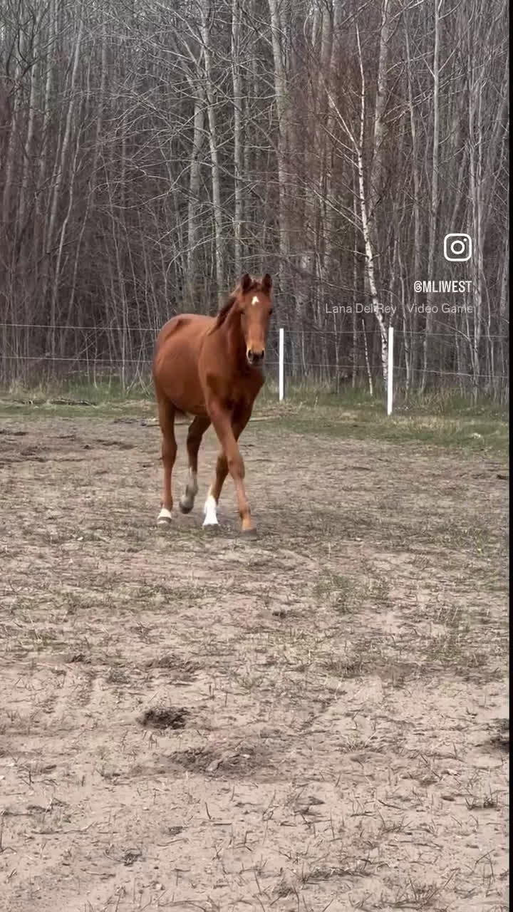Dressyr hästar till salu: Lovande dressyrämne med toppstam! i Visby - Video 1