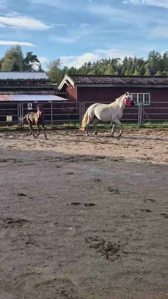 Allround hästar till salu: PocahontaZ barockpinto alternativt byte i Ljung - Video 2