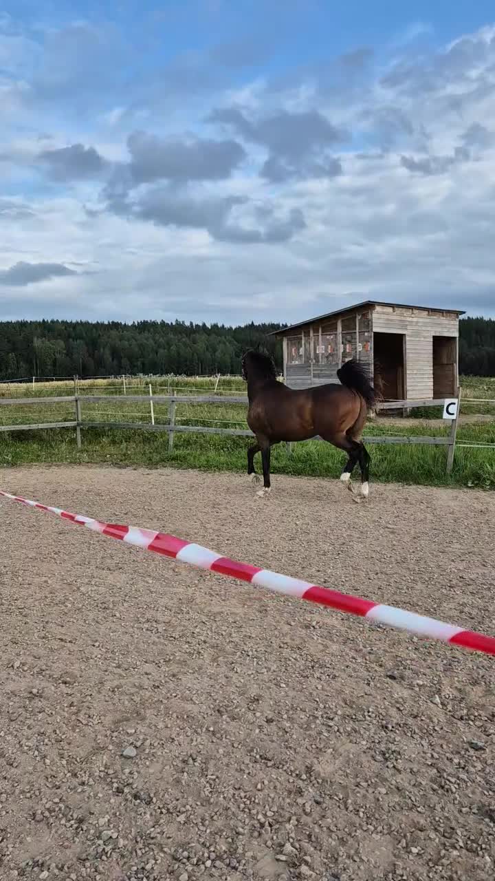 Allround hästar till salu: Trevlig Swb valack  - Video 2