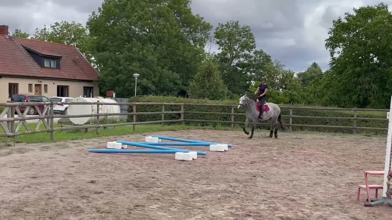 Hoppning hästar till salu: Snäll och trevlig valack, nybesiktigad UA - Video 3