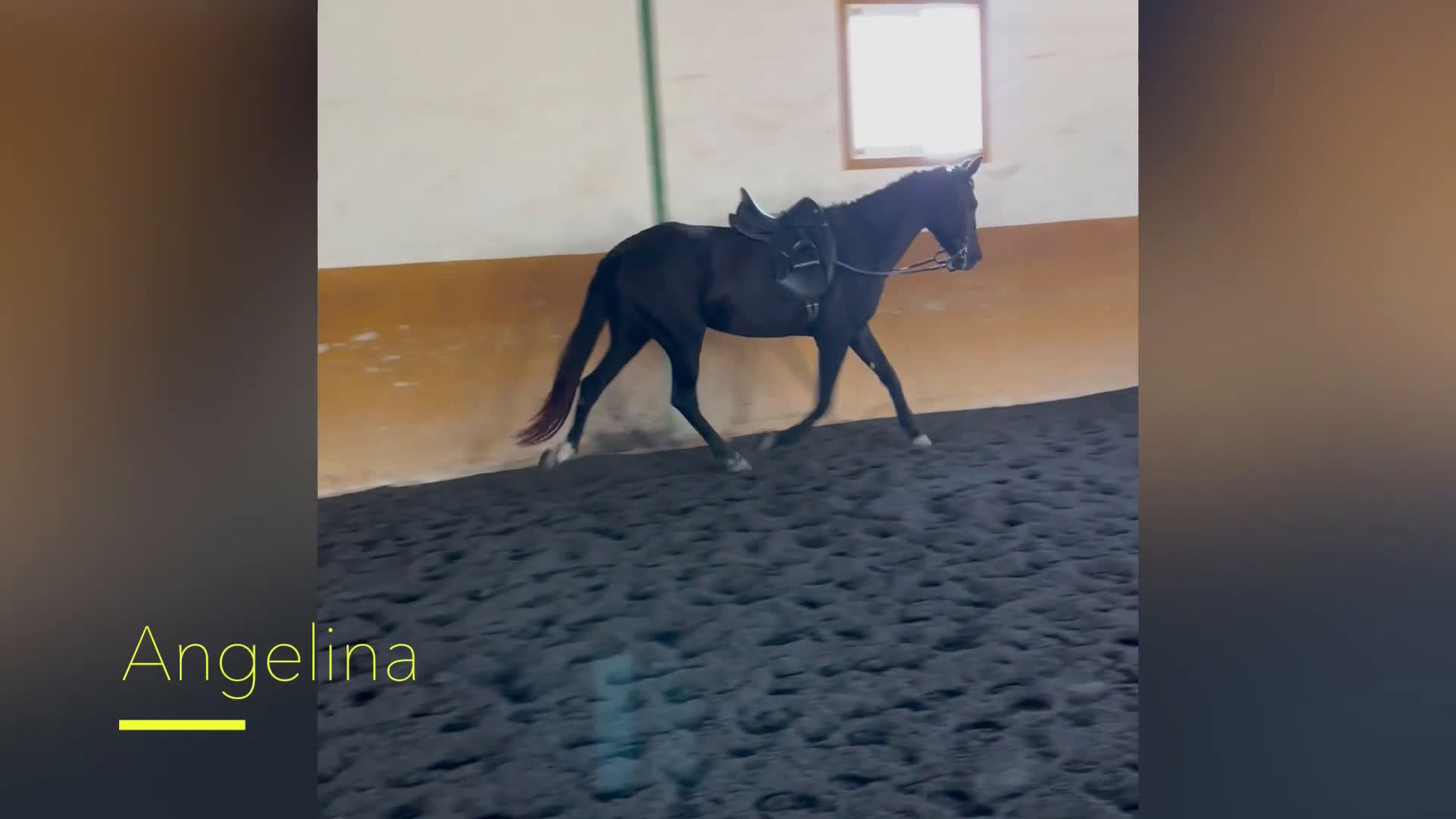 Dressyr hästar till salu: Nätt och lättriden blandrashäst  i Conil de la Frontera - Video 2