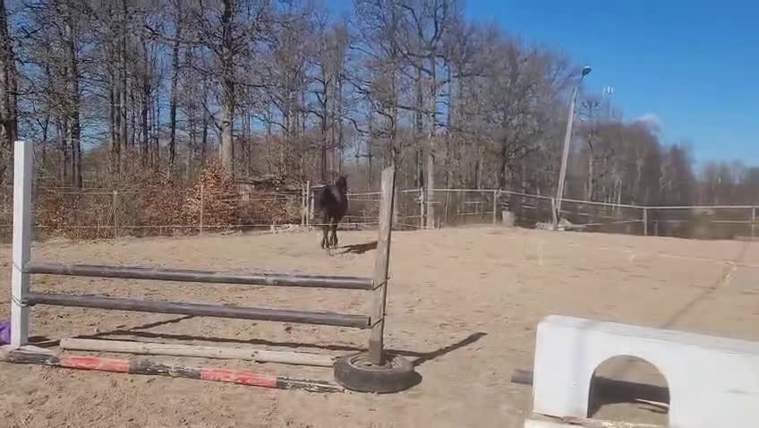Hoppning hästar till salu: Snygg välutvecklad 2 åring - Video 1