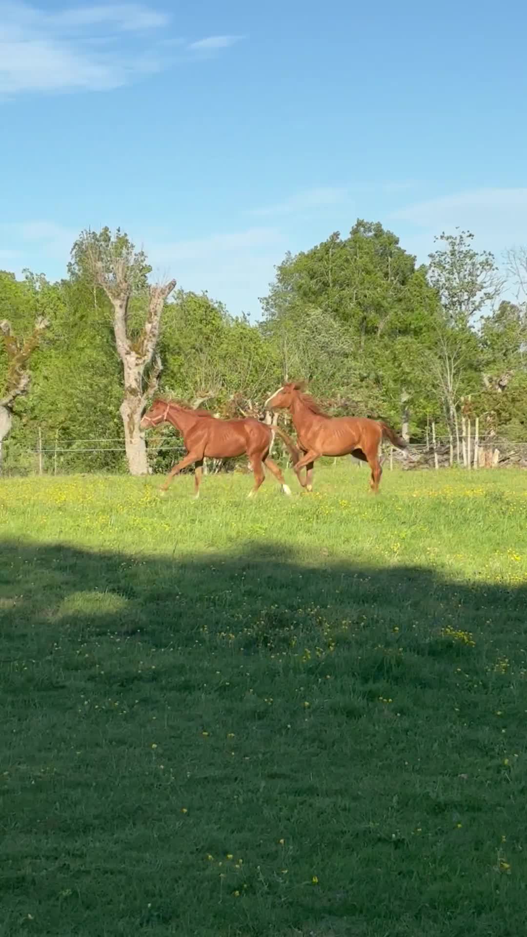 Fälttävlan hästar till salu: 1-årigt sto för fälttävlan 🌟 - Video 1