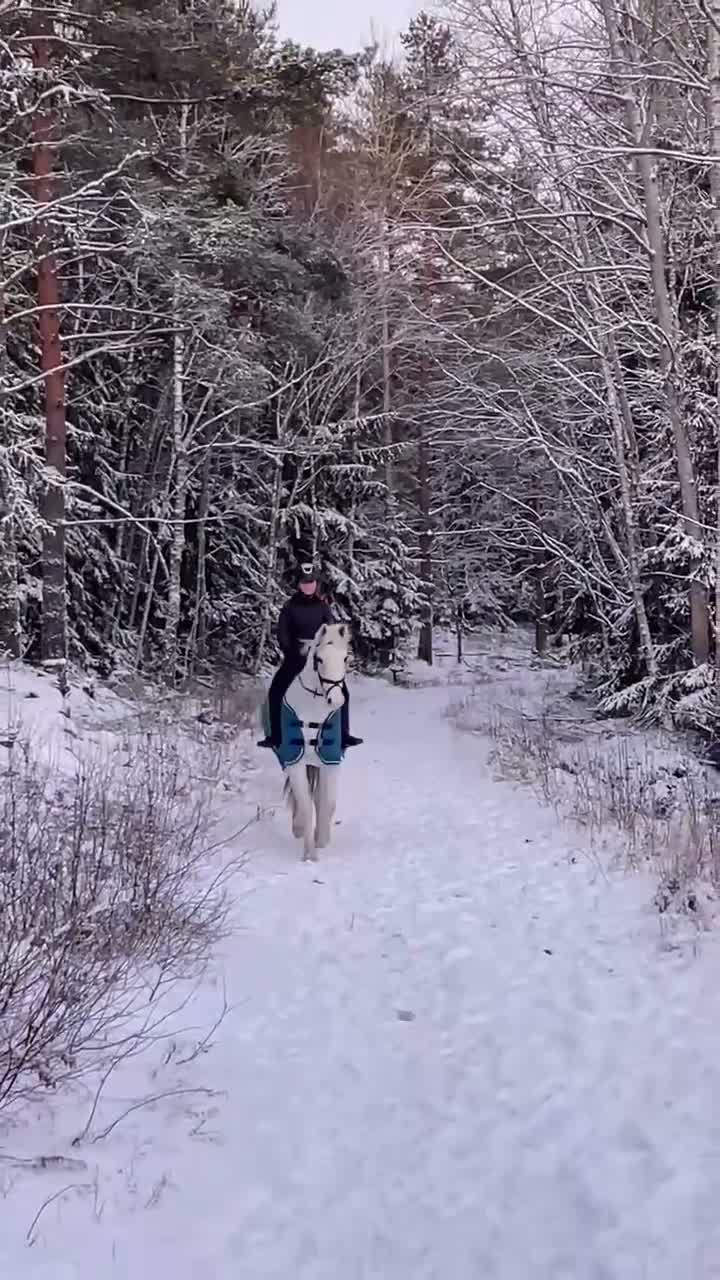 Hoppning hästar till salu: Perfekta första hästen, läromästare - Video 2