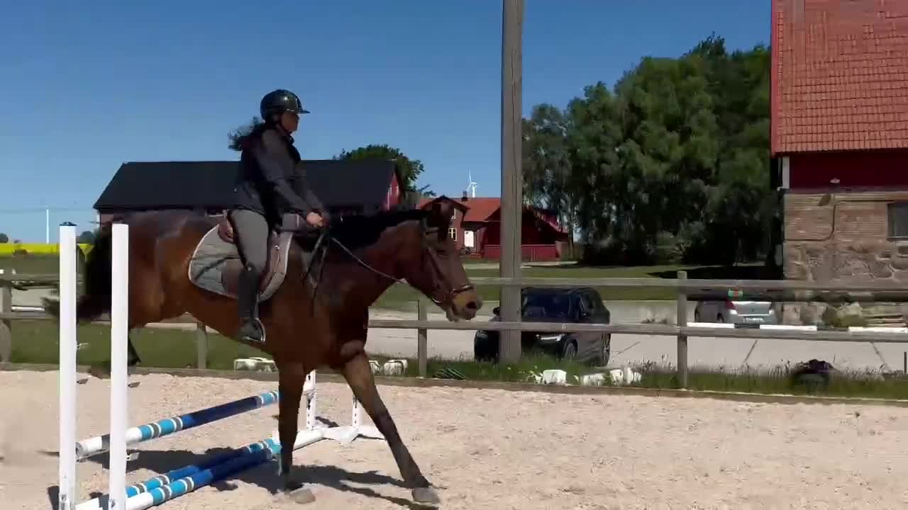 Hoppning hästar till salu: 5-årig valack med talang i Kävlinge - Video 1