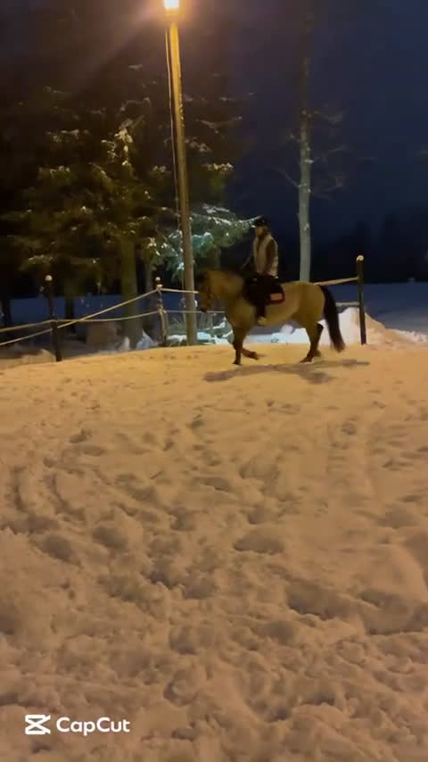 Dressyr hästar till salu: söt D-Ponny  i Bureå - Video 1