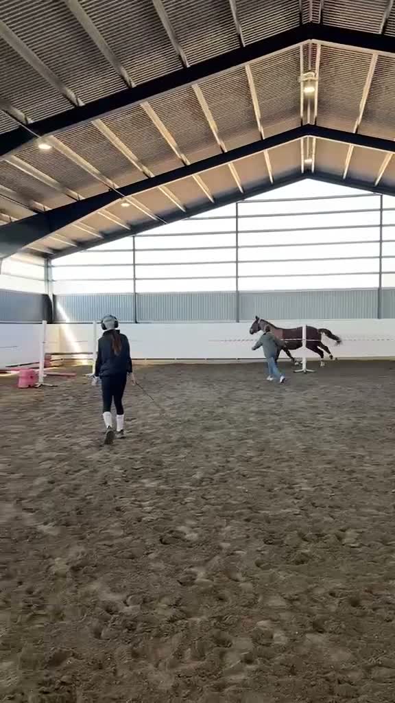 Dressyr hästar till salu: Super trevlig kille till Dressyr eller Hoppning🧡 - Video 3