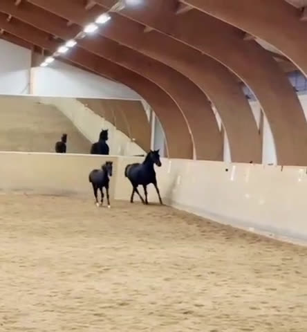 Dressyr hästar till salu: Framtidslöfte e: Oneofakind OM ✨ i Borlänge - Video 1