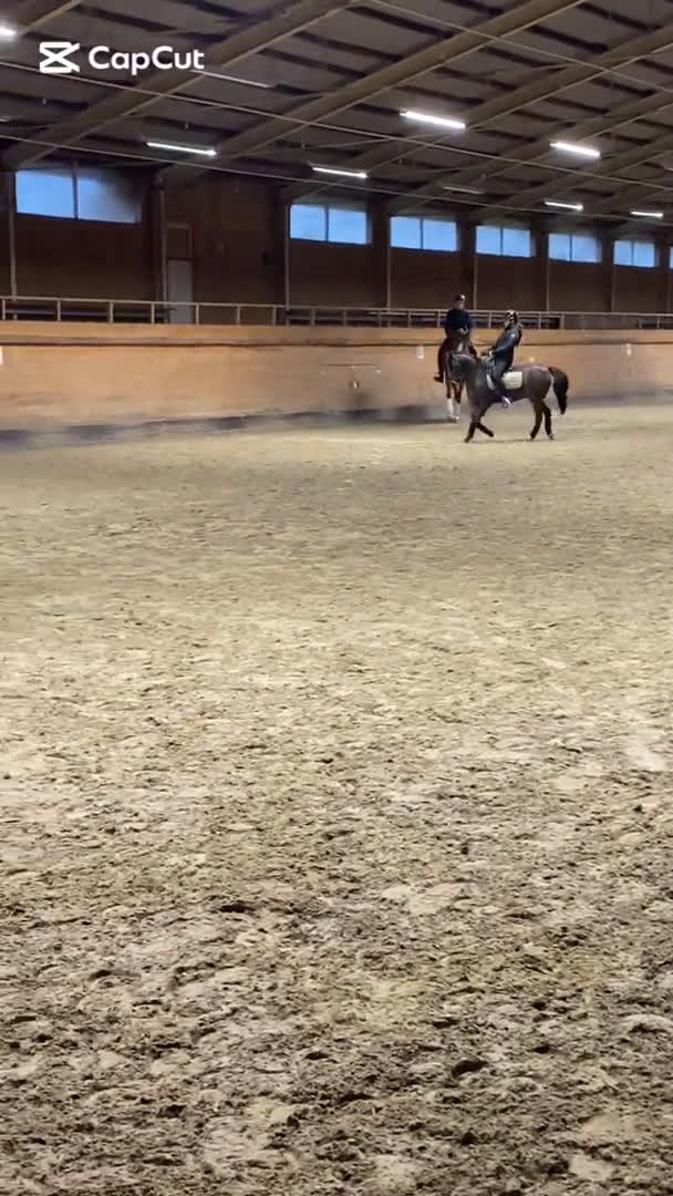 Dressyr hästar till salu: SM-ponny och bästa vän i Sölvesborg - Video 3