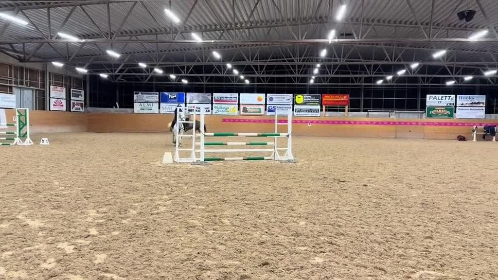 Hoppning hästar till salu: Fantastiskt D-ponnysto.  - Video 2