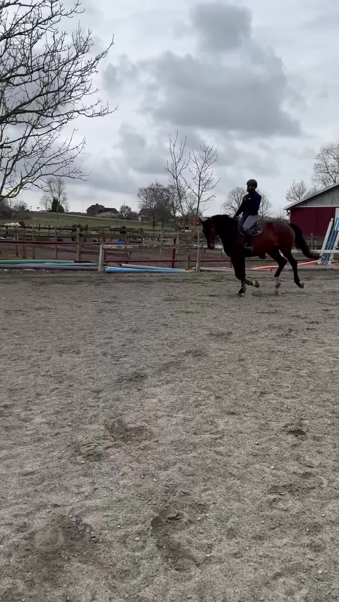 Allround hästar till salu: Vackert 6 årigt sto säljes - Video 3
