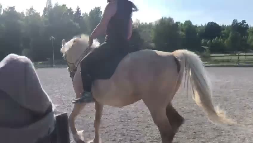 Allround hästar till salu: Snällt isabellfärgat sto  - Video 1