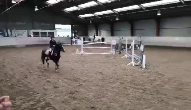 Allround hästar till salu: Den bedste første gangs pony  - Video 1